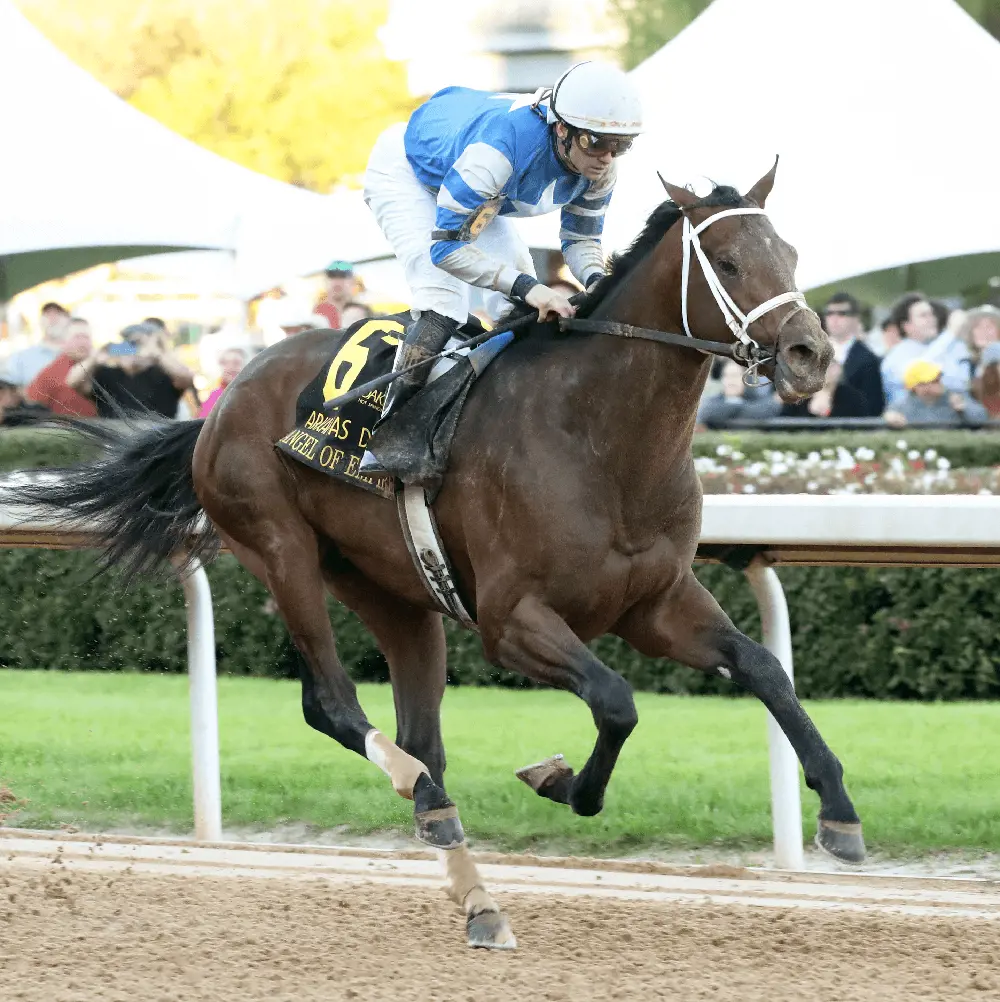 Angel of Empire has what it takes to win the Derby race (Coady Photography)